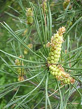 Foliage and pollen cones, Bulgaria