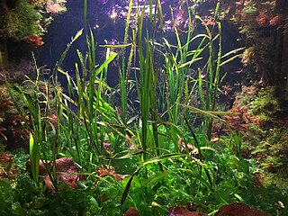 Pipefish and tube snouts among seagrass at Monterey Bay Aquarium