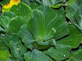 <i>Pistia</i> species of aquatic plants