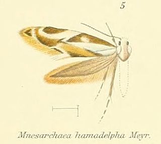 <i>Mnesarchaea hamadelpha</i> Moth species in family Mnesarchaeidae