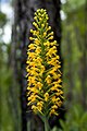 Platanthera × channellii