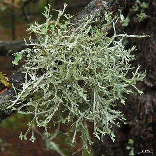 <i>Platismatia stenophylla</i> Species of lichen