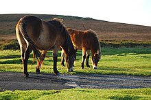 Ponies grazing on Exmoor near Brendon, North Devon Pnies5.jpg