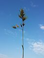 Panicle