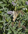 * Nomination Old World Swallowtail (Papilio machaon), Añón, Spain --Poco a poco 09:53, 15 September 2012 (UTC) * Promotion Good quality. --Cayambe 12:38, 21 September 2012 (UTC)