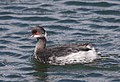 Podiceps nigricollis californicus