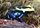 Poison dart frog - cobalt tinc.jpg