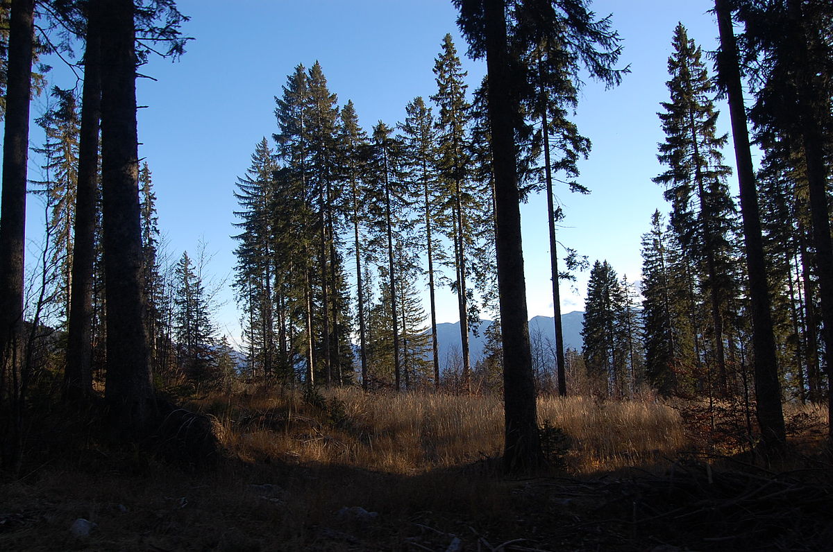 Pokljuka - Wikipedija, prosta enciklopedija