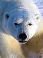 Ours blanc, Ursus maritimus