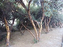 Bosco di alberi contorti con tronchi nudi e sottobosco