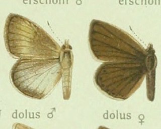 <i>Polyommatus dolus</i> Species of butterfly
