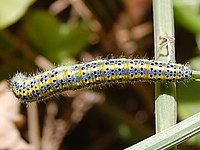 Caterpillar Pontia edusa 0487.JPG