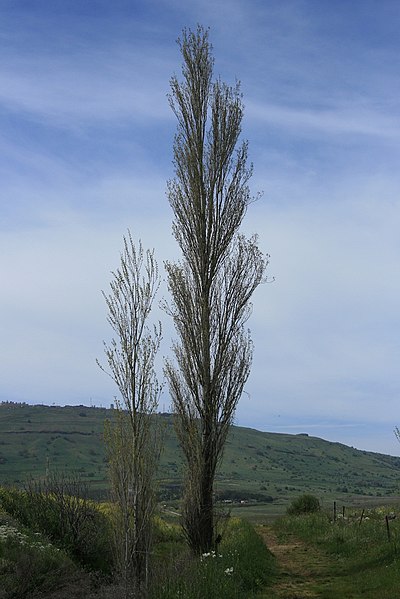 File:Populus nigra Italica - Golan Heights.jpg