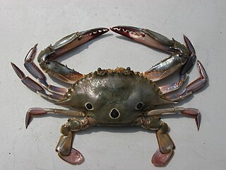 <i>Portunus sanguinolentus</i> Species of crab