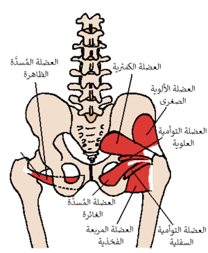 Posterior Hip Muscles 1-ar.png