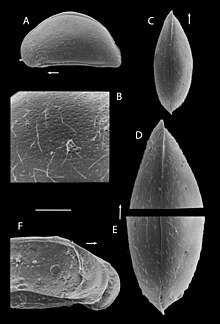 Potamocypris mastigophora 1985 Fig 24.jpg