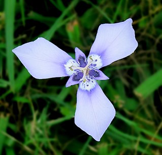 <i>Herbertia</i> (plant) Genus of flowering plants