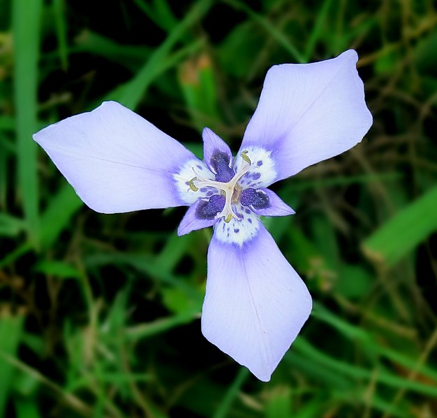 File:Prairie nymph -- Herbertia lahue.jpg