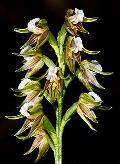 <i>Prasophyllum parvifolium</i> Species of orchid