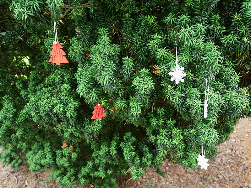 File:Prayer Tree outside the Church of Saint Martin, Chelsfield (03).jpg