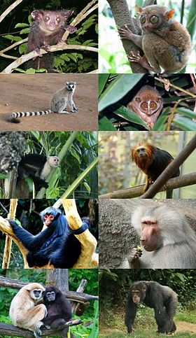 Algumas famílias de primatas, do topo para baixo, da esquerda para direita: Daubentoniidae, Tarsiidae, Lemuridae, Lorisidae, Cebidae, Callitrichidae, Atelidae, Cercopithecidae, Hylobatidae, Hominidae.
