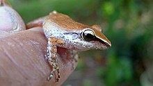 Pristimantis paulodutrai (Bokermann, 1975) (11821216263) .jpg