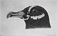 Procellaria conspicillata head.jpg