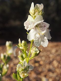 Prostanthera striatiflora blomst 1.jpg