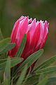 Unidentified protea, possibly a hybrid, taken at Kirstenbosch, South Africa