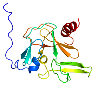 PRDM2 Protein-coding gene in the species Homo sapiens
