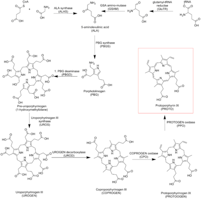 Biosintetički put protoporfirina IX