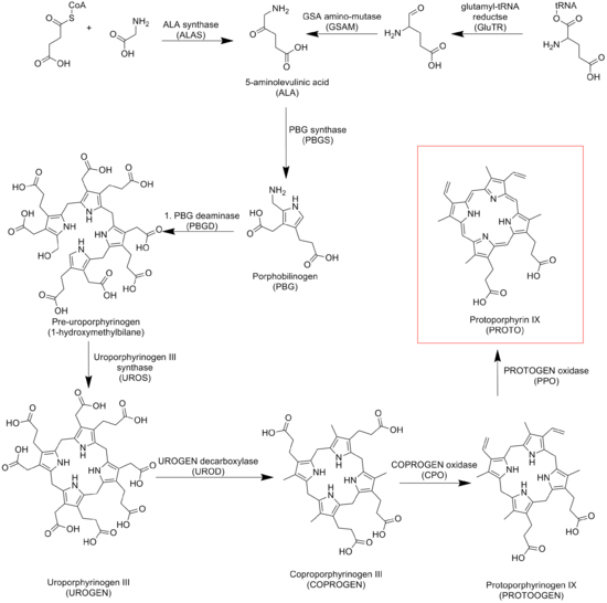 Vía biosintética da protoporfirina IX.