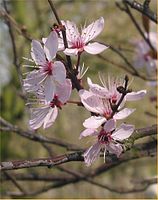 Bloemen van kerspruim 'Nigra'