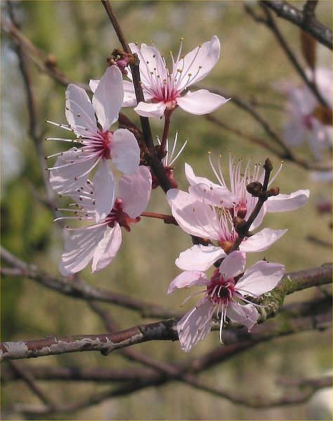 File:Prunus cerasifera Nigra.jpg