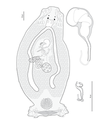 Pseudorhabdosynochus manifestus.png