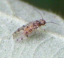 Psocoptera-Ectopsocidae-Ectopsocus-petersi-20101015b.JPG