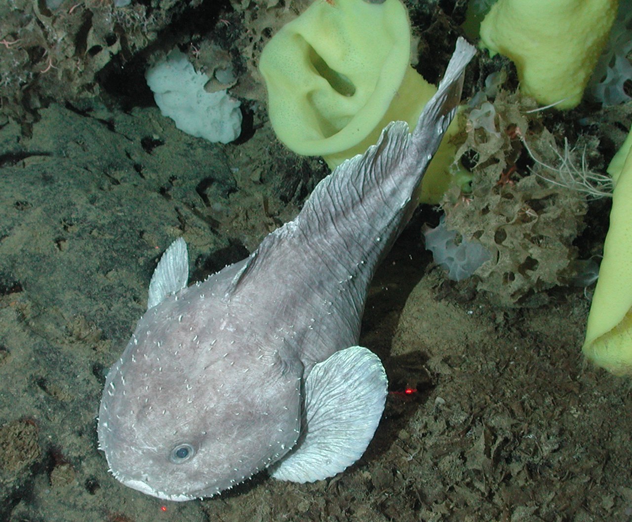 You May Not Want To Look: Blobfish Named 'Ugliest Animal' : The Two-Way :  NPR