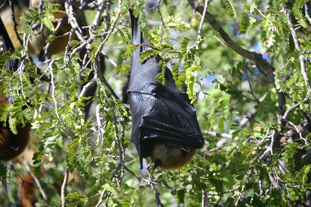 The average adult size of a Madagascan flying fox is  (0' 4