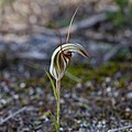 Pterostylis dolichochila