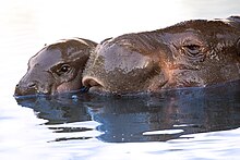 Mother and child taking a bath at Lisbon Zoo Pygmy-Hippopotamus-Lisbon-zoo.jpg