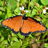 Queen Butterfly (Danaus gilippus) (8137722605).jpg
