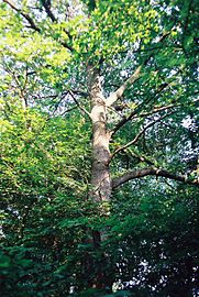 Trunk and branches