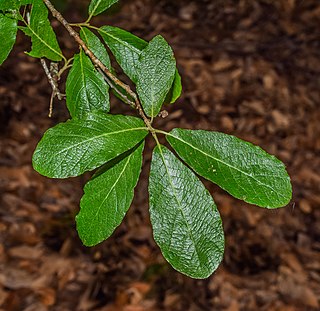 <i>Quercus sideroxyla</i> Species of plant in the genus Quercus