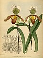 Paphiopedilum insigne (as syn. Cypripedium insigne) Plate 278 in: R.Warner - B.S.Williams: The Orchid Album (1882-1897)