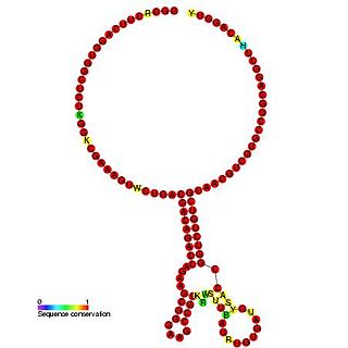 <span class="mw-page-title-main">Insertion sequence IS1222 ribosomal frameshifting element</span>