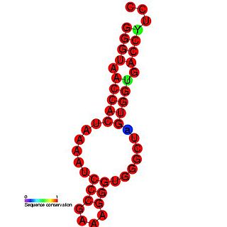 <span class="mw-page-title-main">Turnip crinkle virus (TCV) repressor of minus strand synthesis H5</span>