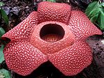 Miniatuur voor Rafflesia arnoldii