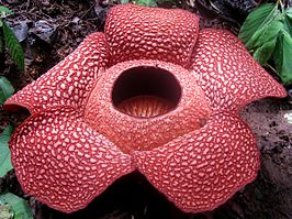 Rafflesia arnoldii