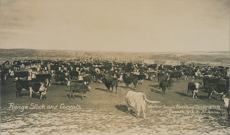 File:Range stock and corrals Western Canada ranching series, No 18 (HS85-10-25367).jpg