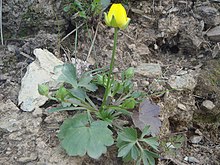 Ranunculus paludosus 1.JPG